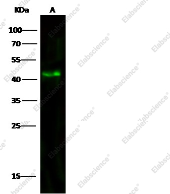 ACY1/Aminoacylase-1 Monoclonal Antibody - 1