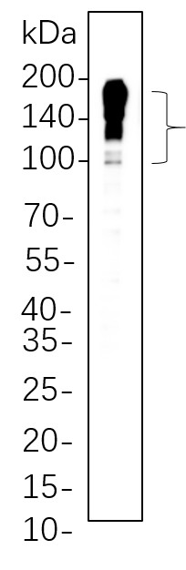 Recombinant MUC2 Monoclonal Antibody-searchlist-1