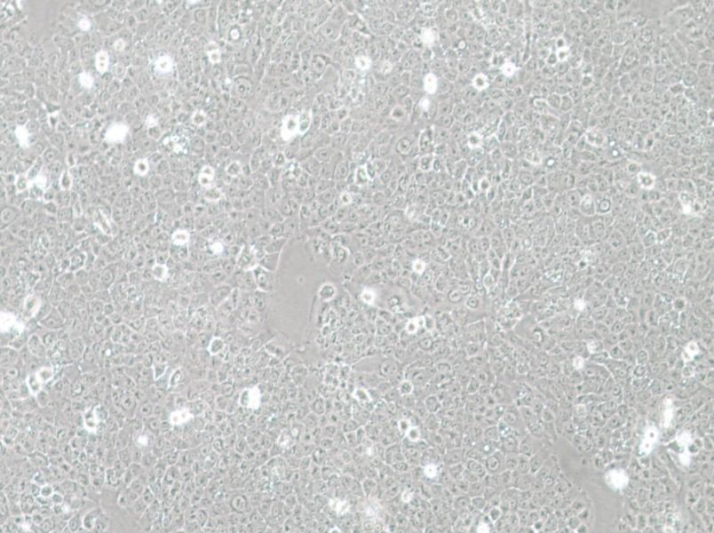 TE-12 Cell Complete Medium - 2