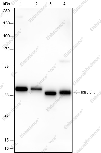 Recombinant IkB alpha Monoclonal Antibody - 1