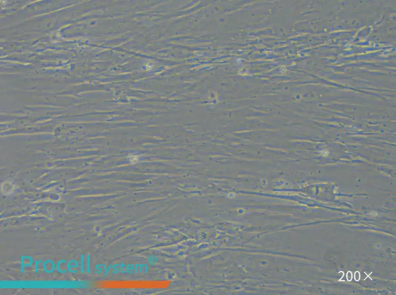 IMR-90 Cell Complete Medium - small - 5