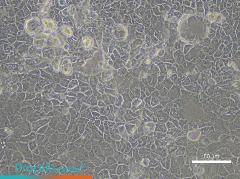 Rat Retinal Pigment Epithelial Cell Complete Medium - 4