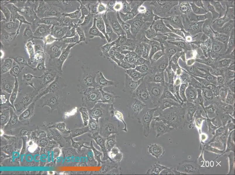 KU-19-19 Cell Complete Medium - 4