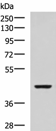 Western blot analysis of SP20 cell lysate  using ISL2 Polyclonal Antibody at dilution of 1:800