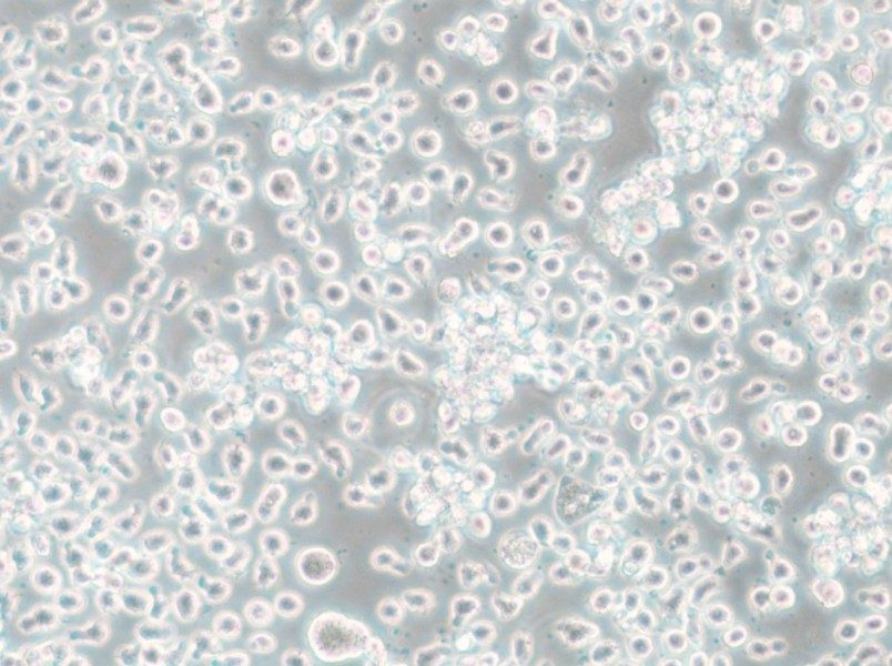 Mono-Mac-6 Cell Complete Medium - 5