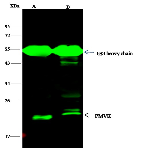 Recombinant PMVK/phosphomevalonate kinase Monoclonal Antibody - small - 1