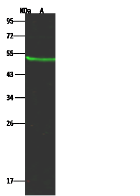 Recombinant KYNU Monoclonal Antibody