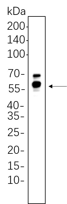 Recombinant GPER1 Monoclonal Antibody-searchlist-1