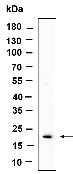 Recombinant Phospho-Histone H3 (Ser10, Thr11) Monoclonal Antibody-searchlist-1