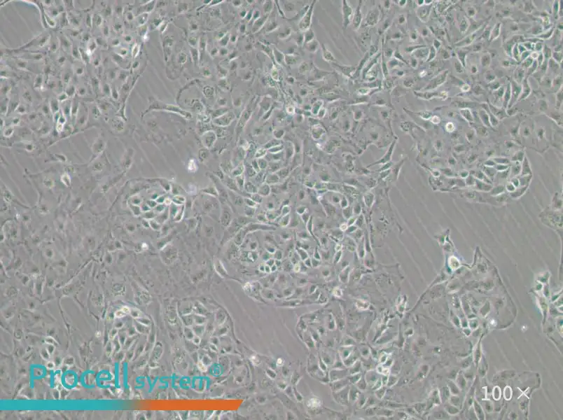 Kuramochi Cell Complete Medium - 1