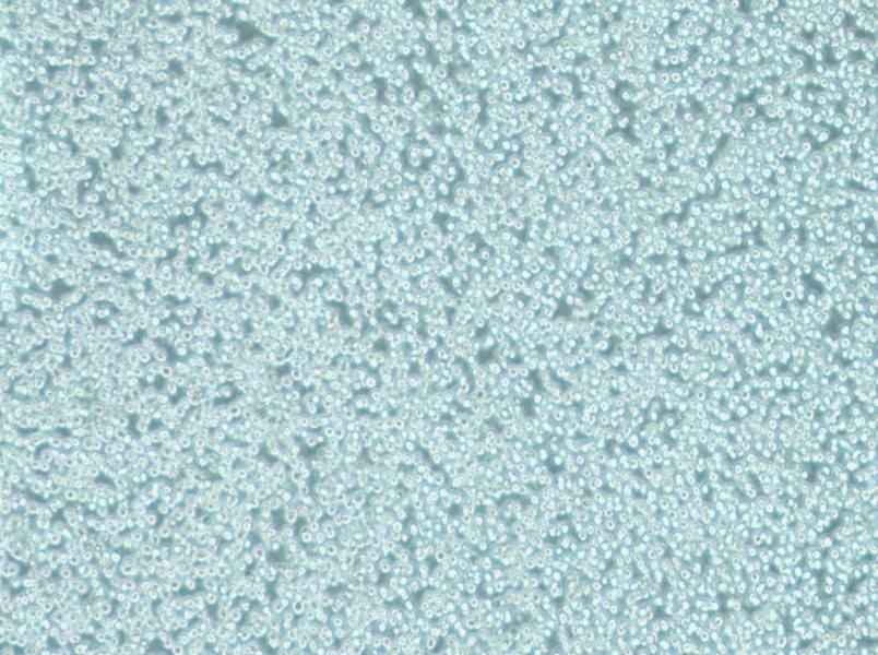 MV-4-11 Cell Complete Medium-searchlist-1