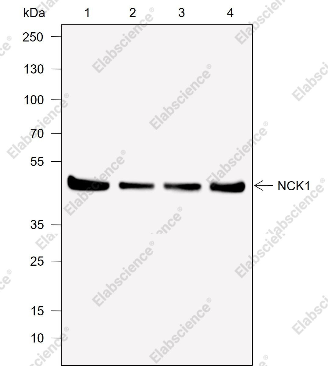Recombinant NCK1 Monoclonal Antibody - 1