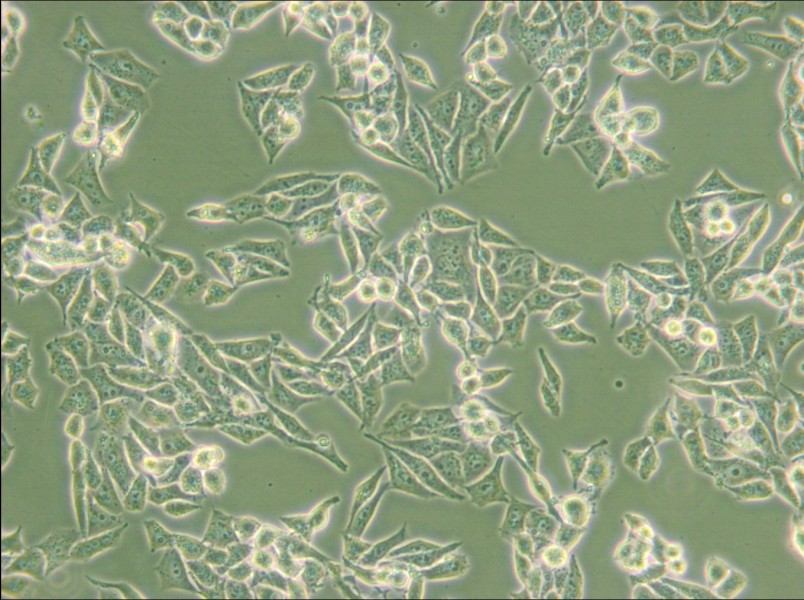 AN3 CA Cell Complete Medium - small - 5
