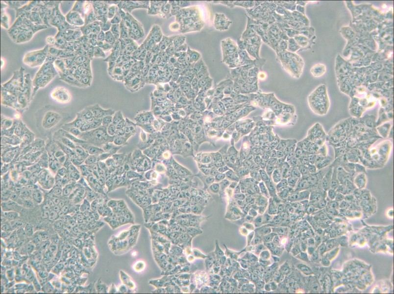 HCT-8 [HRT-18] Cell Complete Medium - small - 4