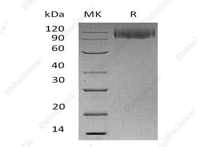 Recombinant Human LAMP1/CD107a Protein (Fc Tag) - 1