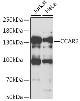 Western blot analysis of extracts of various cell lines using CCAR2 Polyclonal Antibody at 1:1000 dilution.
