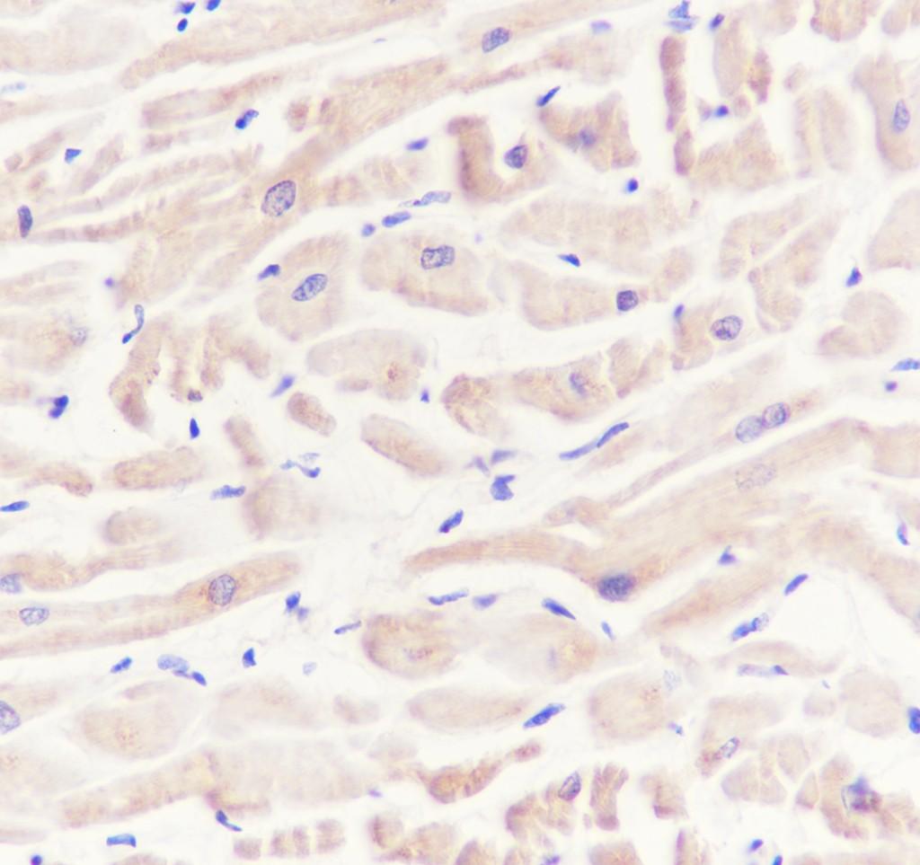 Recombinant SHIP-2 Monoclonal Antibody-searchlist-2