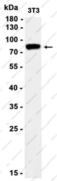 Recombinant IKK beta Monoclonal Antibody - 1