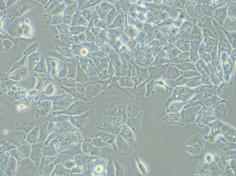 HCCLM3 Cell Complete Medium - 6