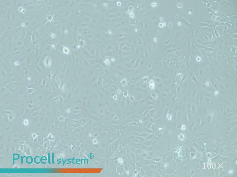 RWPE-1 Cell Complete Medium - 1