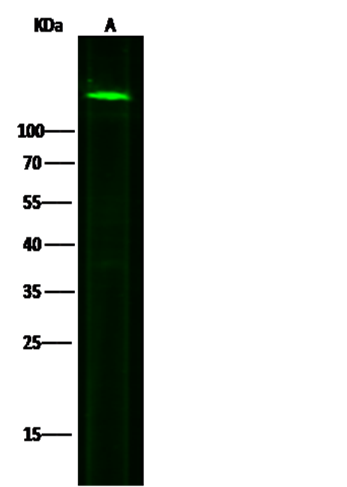 Recombinant N-Cadherin/CD325/CDH2 Monoclonal Antibody - small - 3