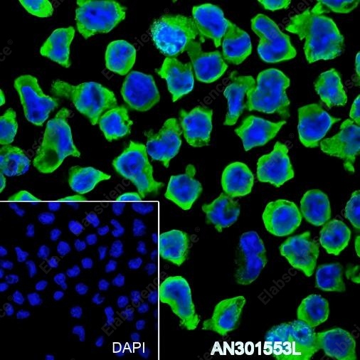 Recombinant HLA-DRB1 Monoclonal Antibody - 2