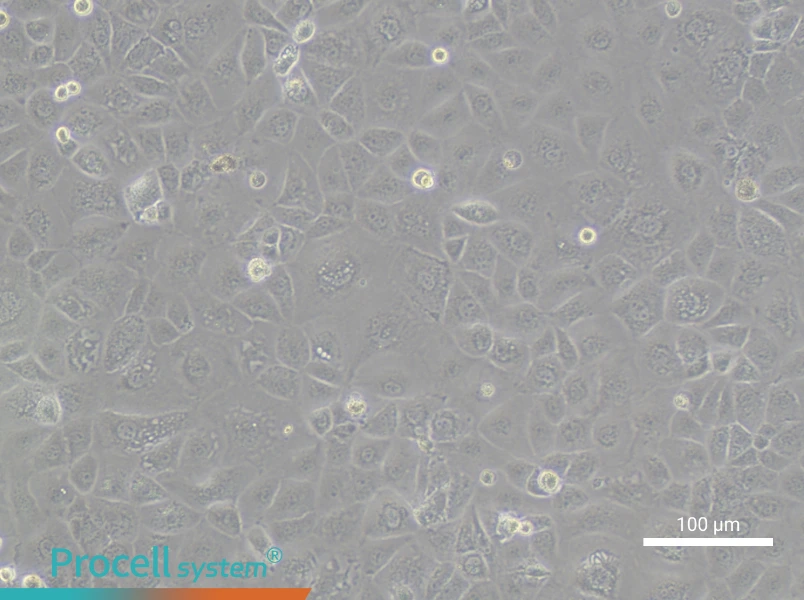 FU97 Cell Complete MediumFU97 Cell Complete Medium - 2