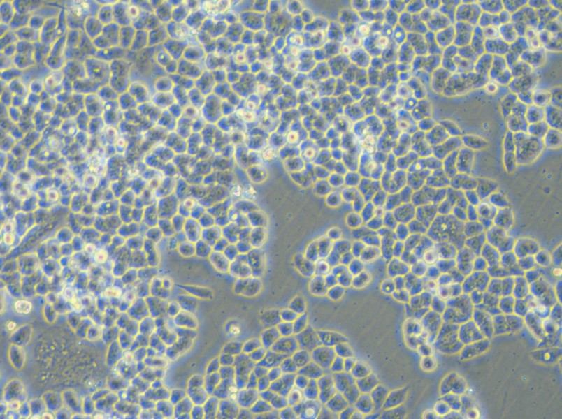 HCT-15-5FU Cell Complete Medium - 4