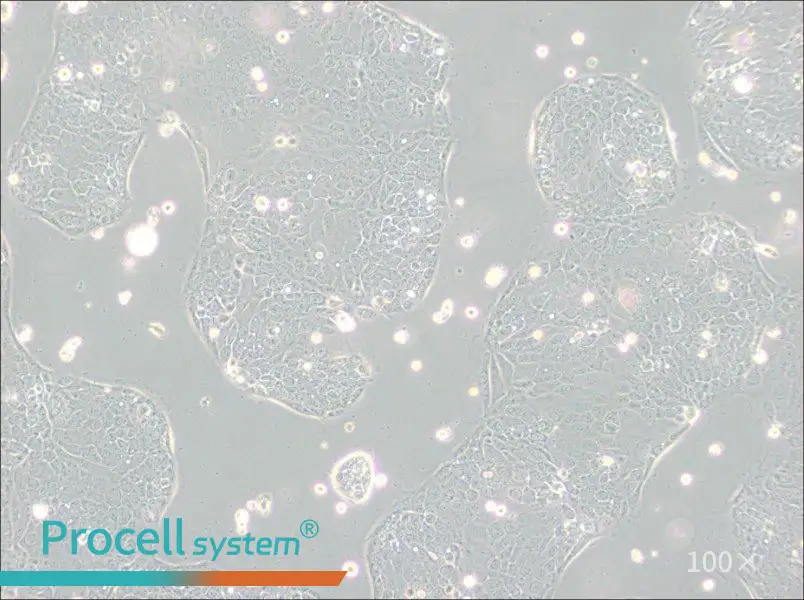 Capan-2 Cell Complete Medium - 2