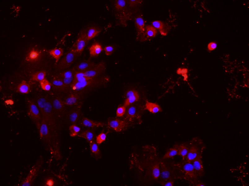 Rat Hepatic Parenchymal Cell Complete MediumRat Hepatic Parenchymal Cell Complete Medium - 2