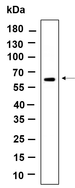 Recombinant POC5 Monoclonal Antibody-searchlist-1