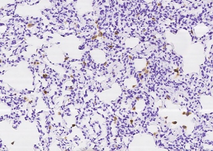 Recombinant CD68 Monoclonal Antibody - small - 3
