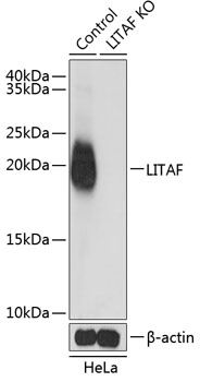 Western blot analysis of extracts from normal (control) and LITAF knockout (KO) HeLa cells using LITAF Polyclonal Antibody at dilution of 1:1000.