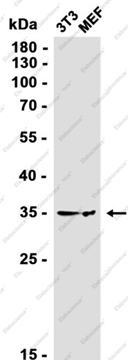 Recombinant OR1A1 Monoclonal Antibody - 2