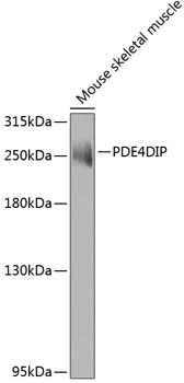 Western blot analysis of extracts of mouse skeletal muscle using PDE4DIP Polyclonal Antibody at 1:1000 dilution.