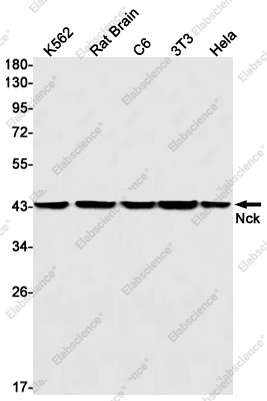 Recombinant NCK1 Monoclonal Antibody - 1