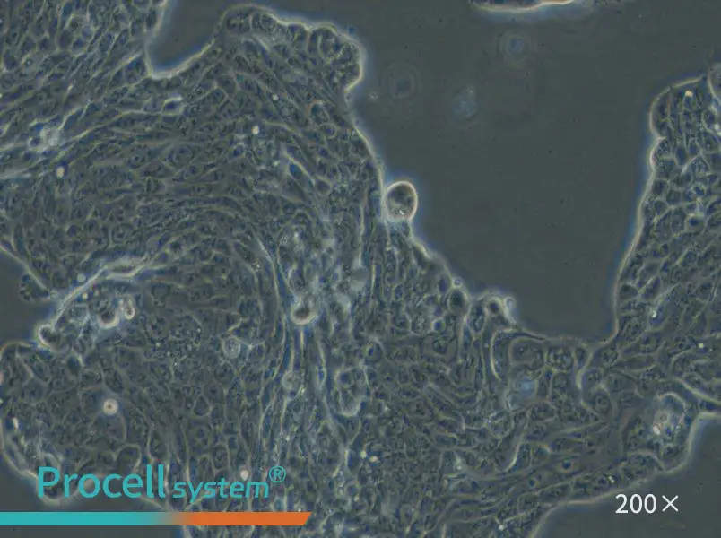 Calu-3 Cell Complete Medium - 5