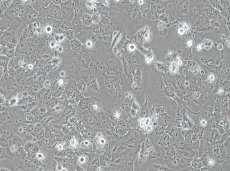 H4 Cell Complete Medium - 3