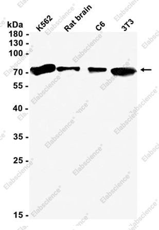 Recombinant TAF15 Monoclonal Antibody - 1