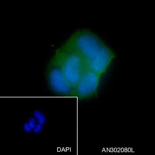 Recombinant Phospho-YAP1 (Ser127) Monoclonal Antibody - small - 4