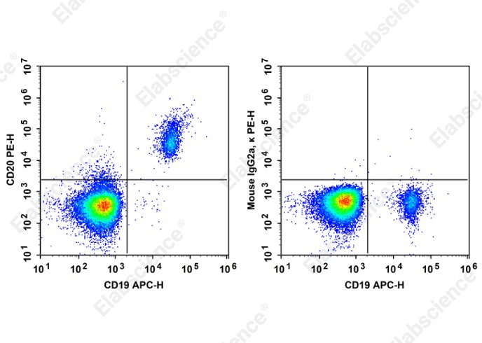 PE Anti-Human CD20 Antibody[HI20a] - 1