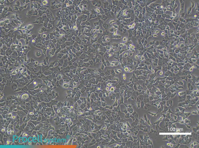 Hepa 1-6 Cell Complete Medium - 1