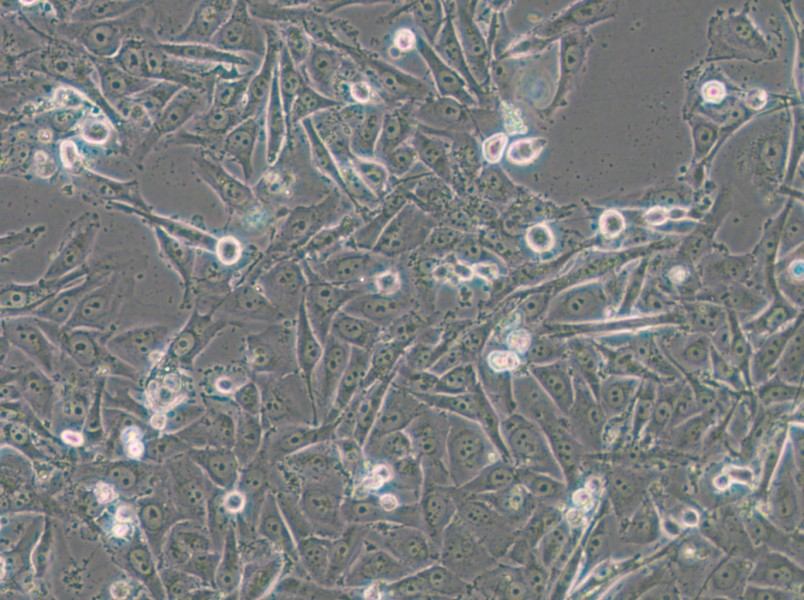 SW1573 (DMEM) Cell Complete Medium - 6