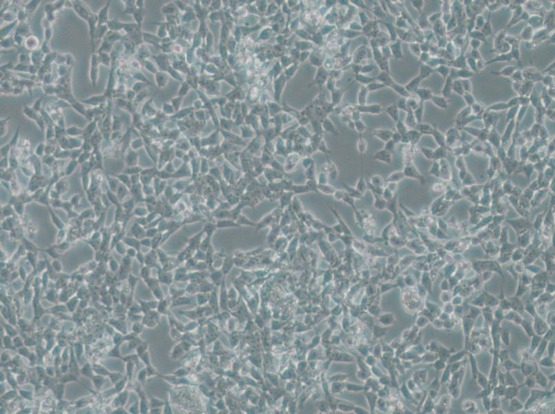 IMR-32 Cell Complete Medium - 6