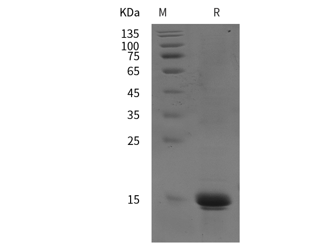 Recombinant Human IL22 Protein(Avi,His Tag)-1