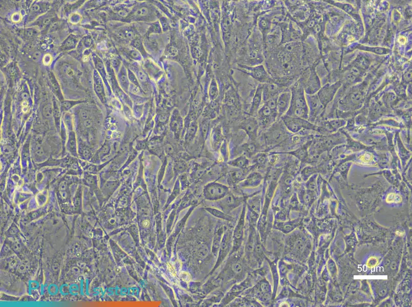 Mouse Tendon Fibroblast Complete Medium - 5
