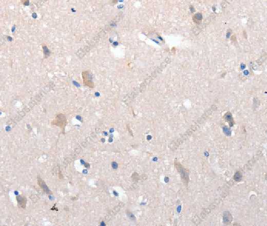 YWHAG Polyclonal Antibody - 2
