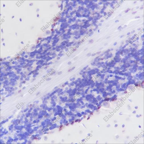 Recombinant SOX1 Monoclonal Antibody - 2