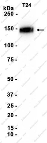 Recombinant PMCA1 Monoclonal Antibody - 3