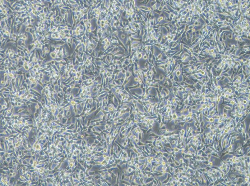EBC-1 Cell Complete MediumEBC-1 Cell Complete Medium - 3